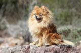 SPITZ ALLEMAND 303